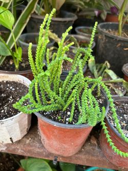 Planta