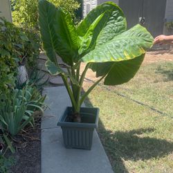 Elephant Ear Plant