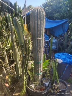 Cactus plant