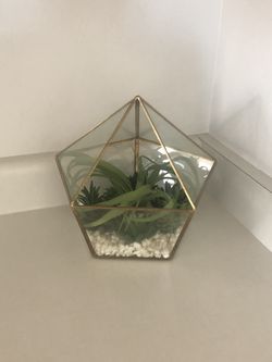 Succulent decor