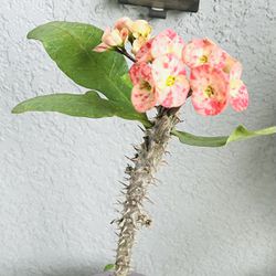 Large  Flower  Crown Of  Thorns Plant 