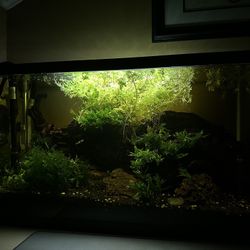 29 Gallon Fresh Water Fish Tank