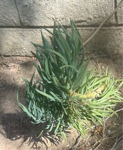 Narrow Leaf Chalksticks (Curio talinoides) – Succulent Cutting  Beautiful Narrow Leaf Chalksticks succulent 12-15” tall