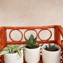 House Plants For Sale