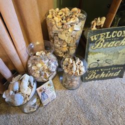 Sea Shells For Sale. Lots And Lots