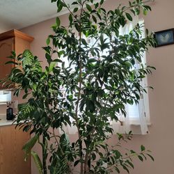 Benjamin ficus indoor real tree