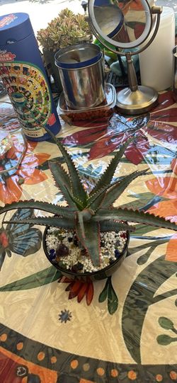 Aloe 'Swordfish