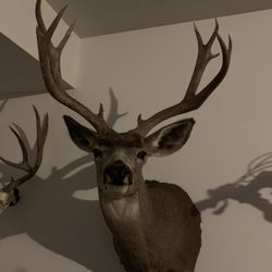 Shoulder Mount 