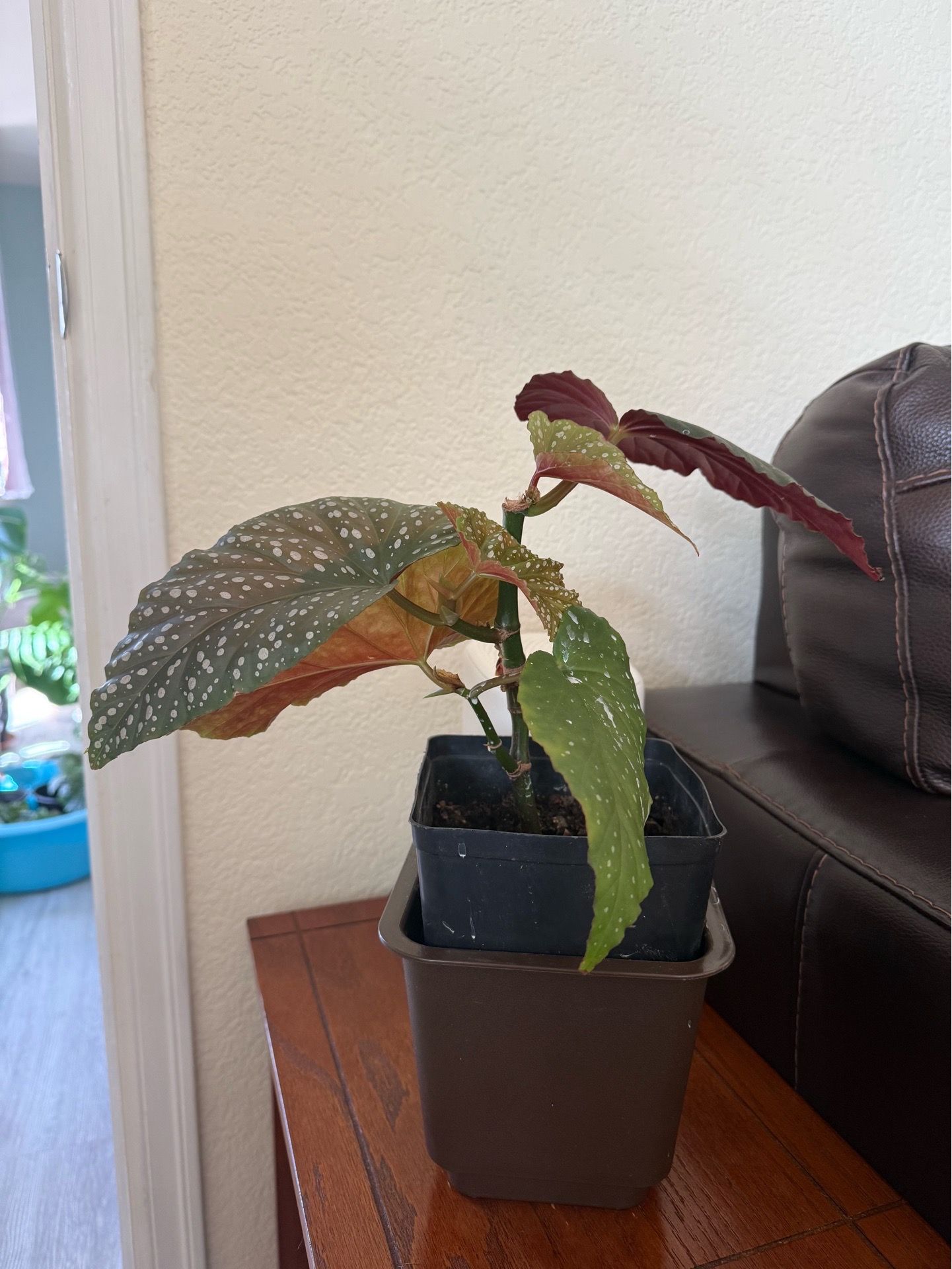 Polka Dot Begonia / Begonia Maculata ๐ฟ