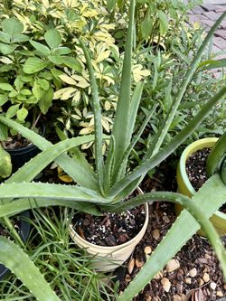 Aloe Vera 