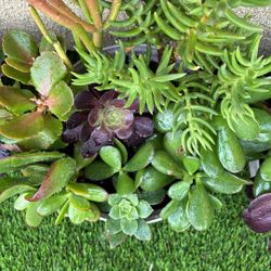 Succulent 