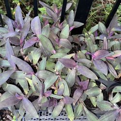 Purple Heart Plant