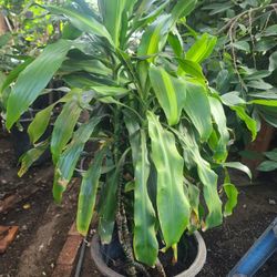 Planta