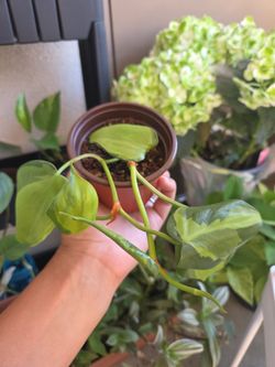 Plant