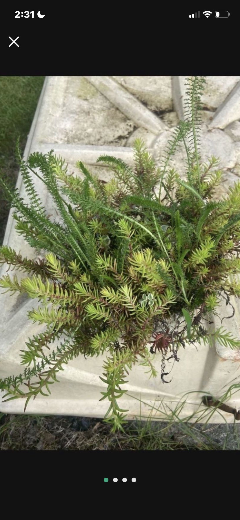 Sedum/succulent Collection In Bamboo Pot