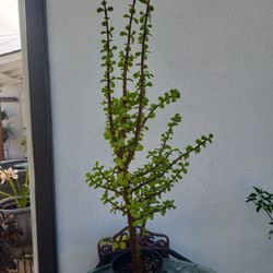 Jade Plant- SUCCULENT 