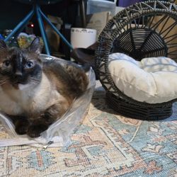 Cute Cat Bed