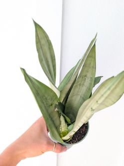 Sansevieria Moonshine Snake Plant 4" Pot - Indoor House Plants