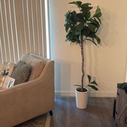 Fake Fig Plant 