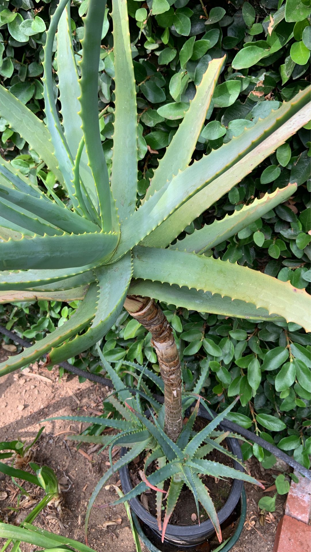 Aloe Vera plants in pot decorative green plants