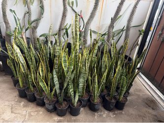 Snake plant