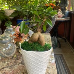 Bonsai ceramic Pot 