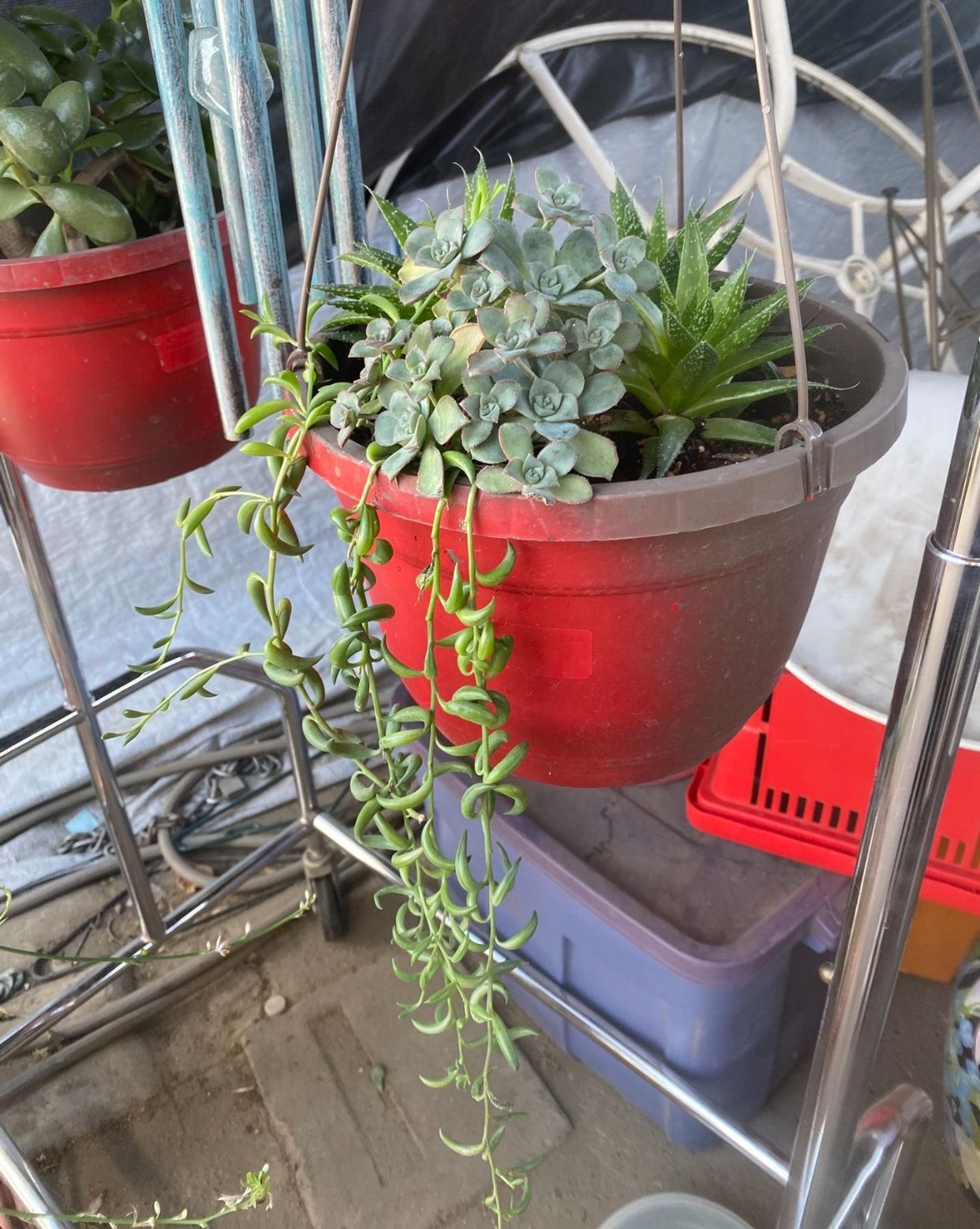 Hanging Plant