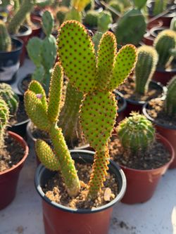 Catus 🌵