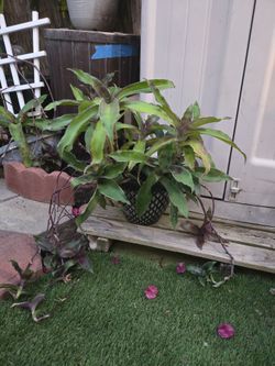 Hanging Inch Plant