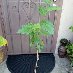 arbol de sombra moral