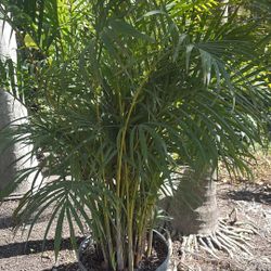 Areca Palm - 7gl