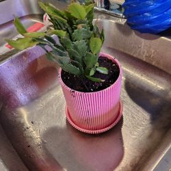 3D Planters 