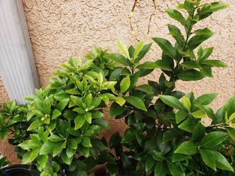 Live Citrus Tree Plant