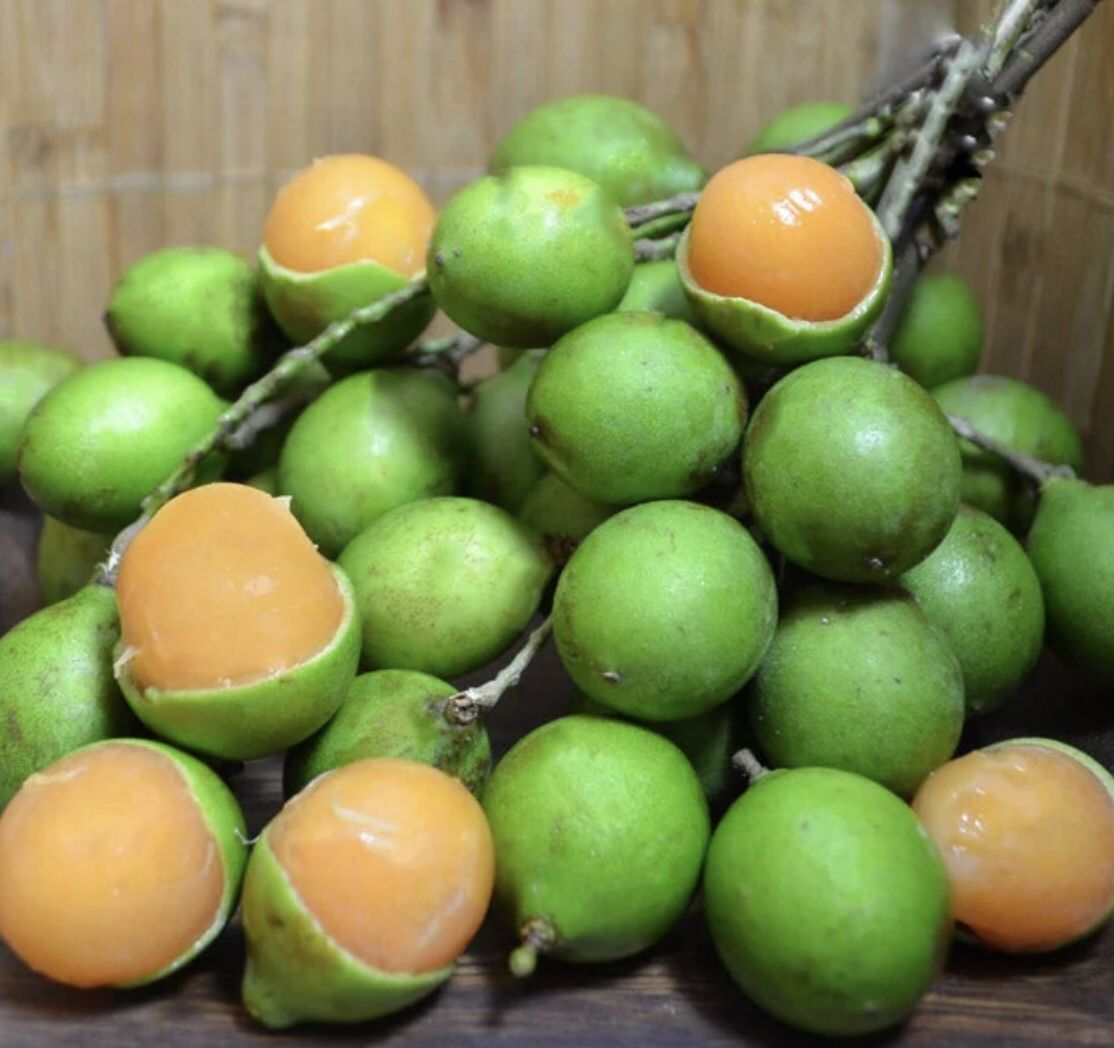 Genip Fruit Tree ON SALE (Mamoncillo Or Spanish Lime)