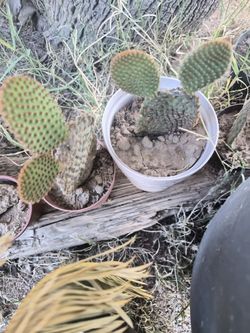 Bunny Ear Cactus
