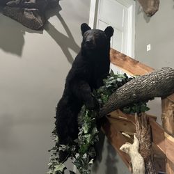 Bear Mount