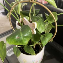 Decorative Inserts for Flower Pot