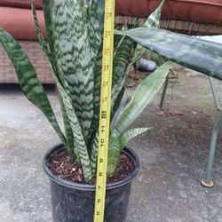 Medium Sansevieria Snake Plant