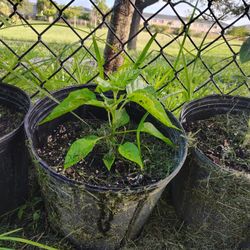 Aji Cachucha Healthy Plant 