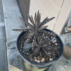 Succulent plant 🪴