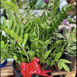 Extra Large Hawaiin Zz Plants Grow 5-6 Ft. 