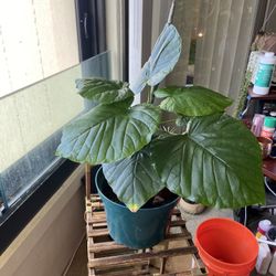 Fig