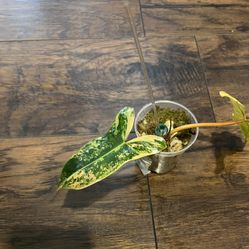 Rare Philodendron Flobe x Billietiea  Hybrid Plant “Jennifer” Rare Plant)