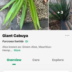 Giant Cabuya Seedlings 