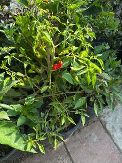 Chili pepper plants 🌶️🫑