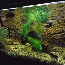 180 Gallon Fish Tank With Stand And Canopy 