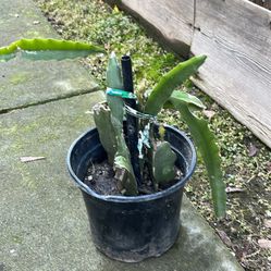 Love ❤️ To Take Care Of Dragon Plants 