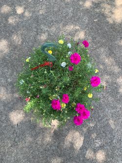Moss Rose plant