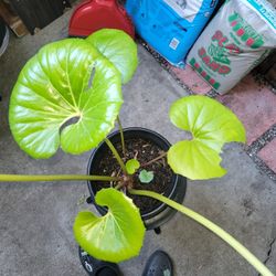 Farfugium Plant & Other Plants