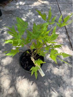 Rare Japanese Maple Tree Acer Shirasawanum “Moonrise” Full Moon